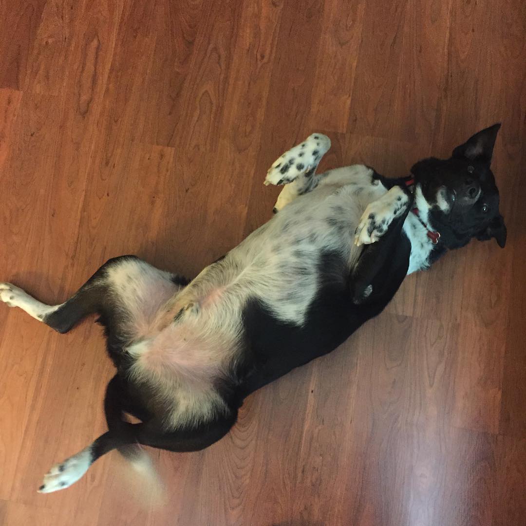 Oh sure, when #hemingway lays like this everyone thinks it’s cute. When I do it, I’m banned from the grocery store. #lifeaintfair #lotd #funny #muttsofinstagram #australia #cattledog #blacklab #noshame #happy #dogsofinstgram