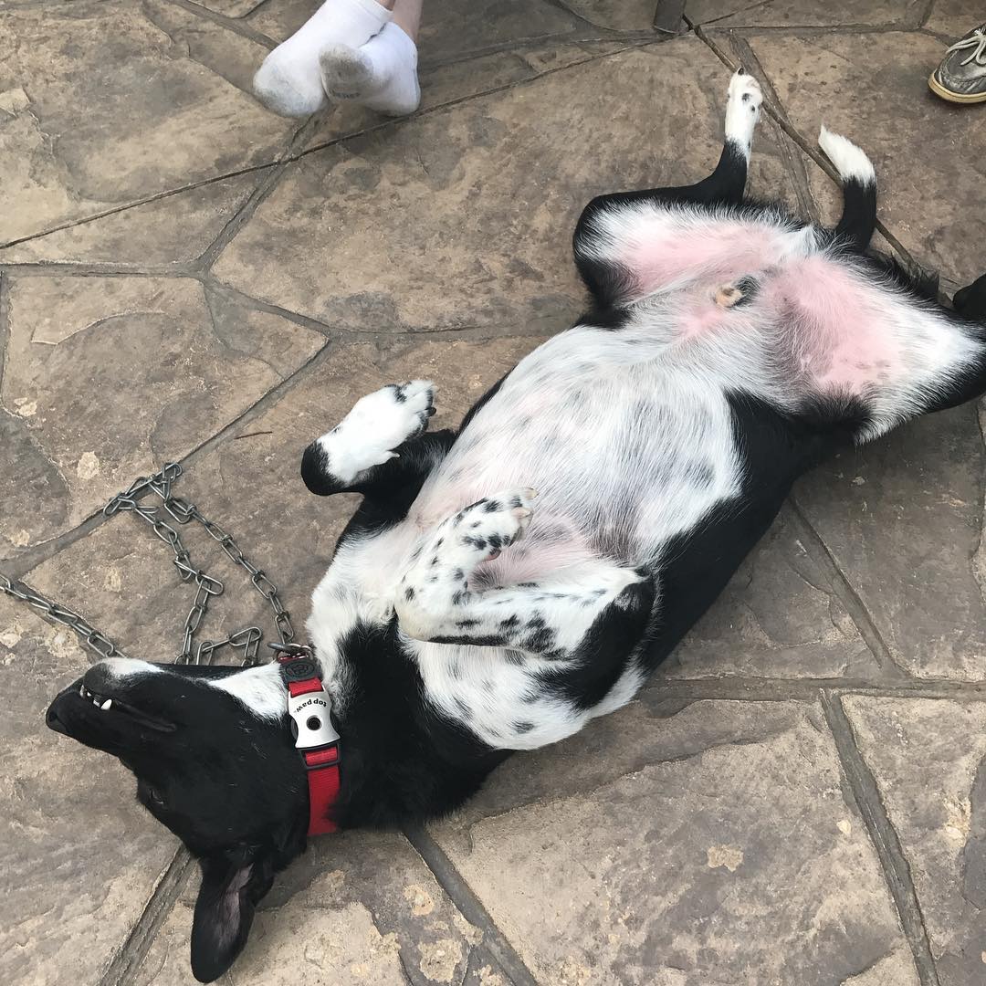 #hemingway just chill AF on the back patio. #dogslife #dogsofinstgram #muttsofinstagram #australia #cattledog #rescuedog #blacklab #happy