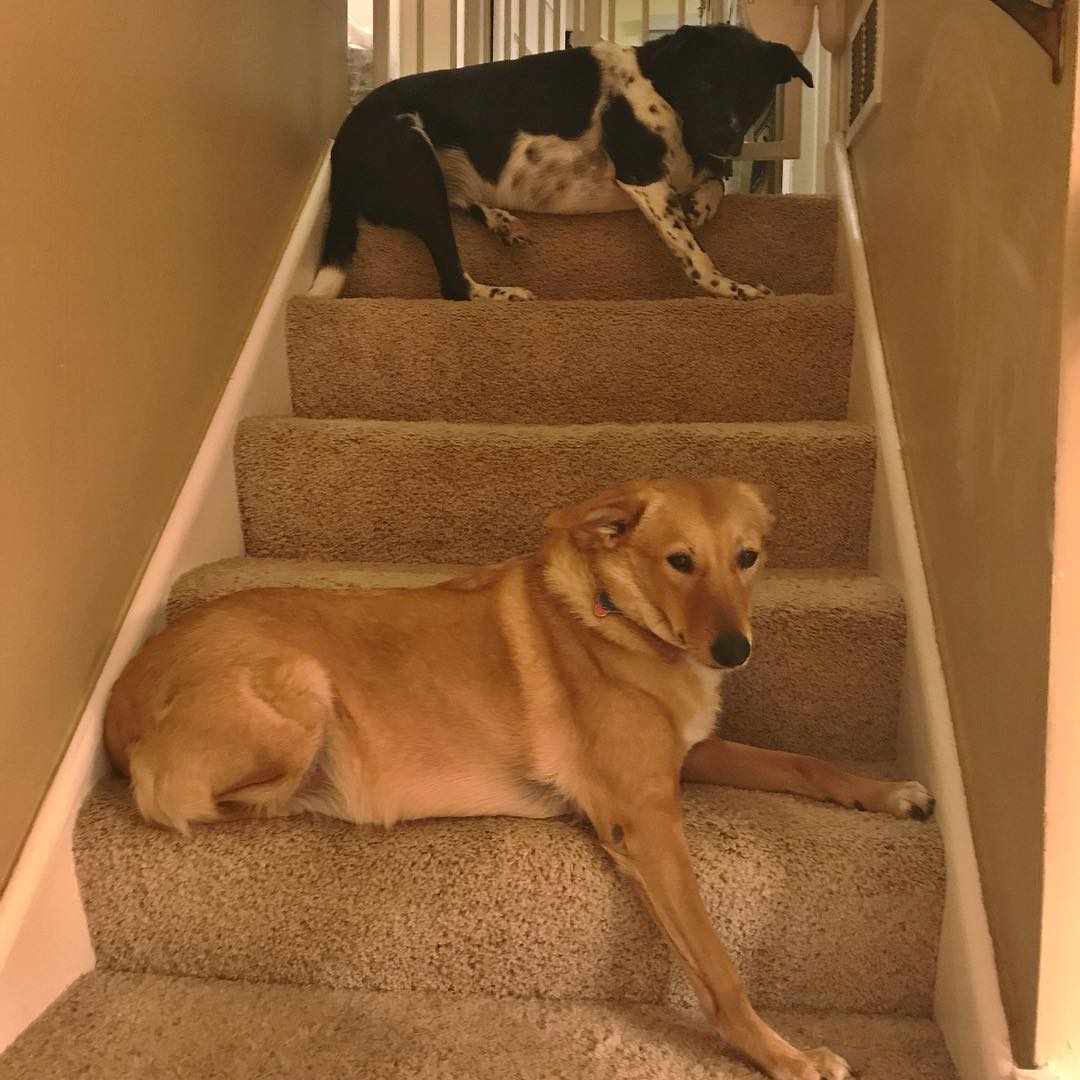 Why yes, there is space for one more #dog on the stairs. They’re happy we’re home from #vacation – #dogsofinstagram #muttsofinstagram #rescuedog #saluki #australian #cattledog #blacklab #home #hemingway #cleopatra