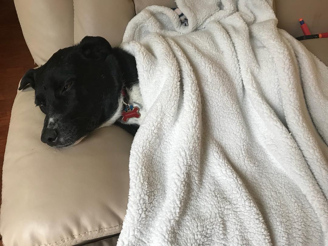 When your son decides that #Hemingway needs a blanket to stay warm while #sleeping. 😂😂😂 #Australian #cattledog #blacklab #rescuedog #muttsofinstagram #toocute #happypuppy